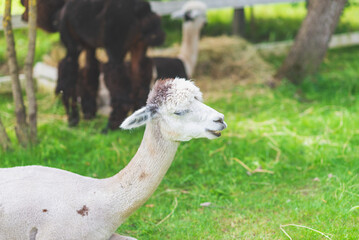Obraz premium Cute Alpaca on a green grass background.Cute Alpaca on the farm. Beautifull Vicugna pacos.Summer day.
