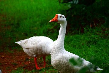 goose on the grass
