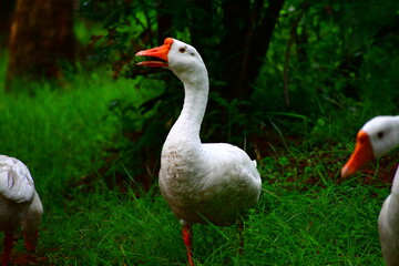 white goose on the grass