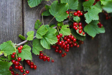 A branch of red currant.