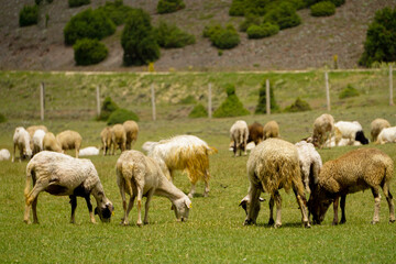 Obraz premium Sheep and goat herd being fed on green fields before the sacrifation fete on a sunny day in Turkey