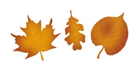 Set of oak maple linden withering autumn leaves hand-drawn digital illustration