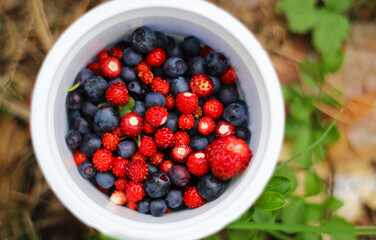 Summer berries in the forest.