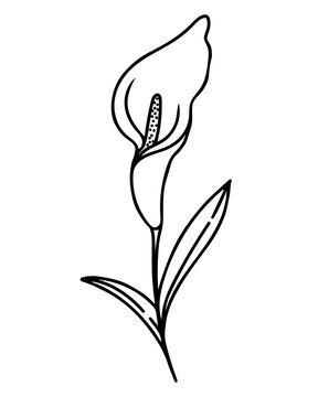 12,715 BEST One Line Drawing Flower IMAGES, STOCK PHOTOS & VECTORS