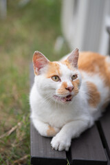 くつろぐ猫　茶白猫