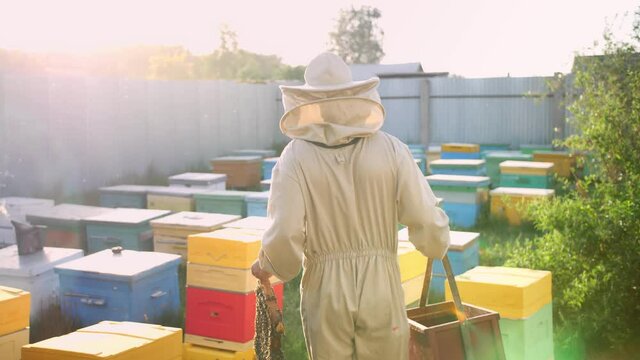 The beekeeper walks on his bee apiary