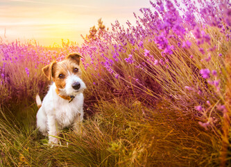 Cute happy jack russell terrier pet dog puppy sitting, listening in the grass with purple lavender...