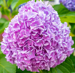 Beautiful purple bloom. Tropical flower