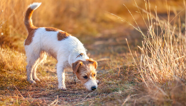 Cute dog puppy smelling, sniffing in the grass. Summer pet walking banner.