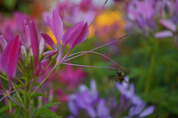 bee on a flower