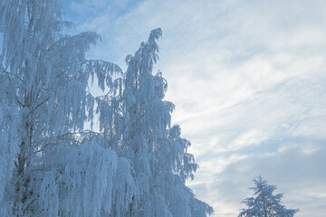 Tree covered in hoarfrost and sky