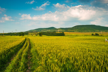 Green field and cloudy sky