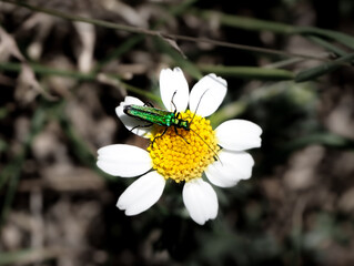 de cerca un insecto verde encima de una margarita