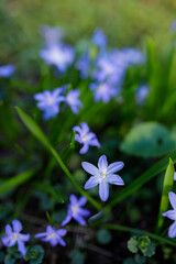 Spring flowers and grass outdoors