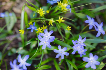 Spring flowers and grass outdoors