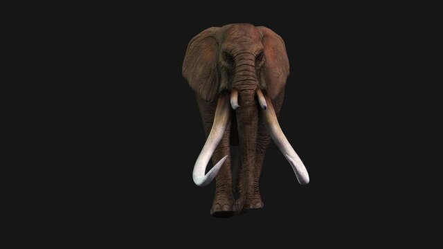 Elephant Walking, Front View Seamless Loop, Alpha Channel
