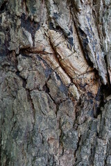 bark from nature
