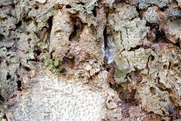 bark from nature
