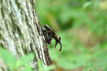 ミヤマクワガタのオスとメス