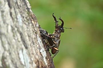 ミヤマクワガタのオスとメス