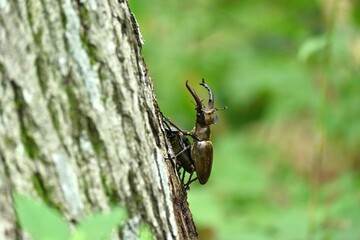 ミヤマクワガタのオスとメス
