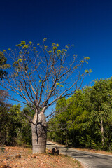 Fototapeta na wymiar オーストラリア　ノーザンテリトリーのニトミルク国立公園のキャサリン渓谷内にあるバオバブの木