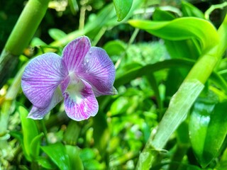 Closeup purple orchids with water droplets make them look fresh.