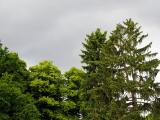 Obraz premium there are many tall green trees against the gray sky before the rain . side view