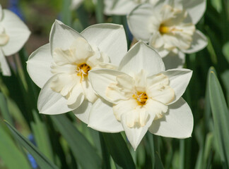 Two snow-white shining daffodils blooming in the garden