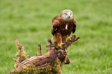 Red kite, bird of prey portrait. The bird sits on a stump, looks straight into the camera