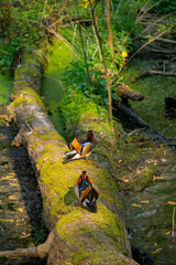 Zwei Mandarinentenerpel