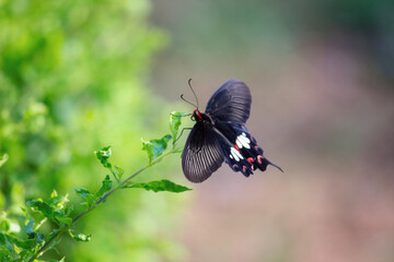 Papilio polytes, the common Mormon, is a common species of swallowtail butterfly widely distributed across Asia.  This butterfly is known for the mimicry displayed by the numerous forms of its female