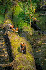 Zwei Mandarinentenerpel