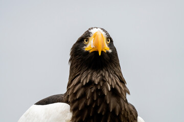 Close up of a Steller's sea eagle head. Yellow bill and eye, large nostrils. Snot drips from the nostril. Against the background of nature