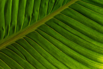 green leaf texture