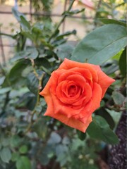 orange rose in garden