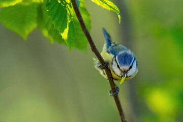 Eine Blaumeise mit Beute im Schnabel