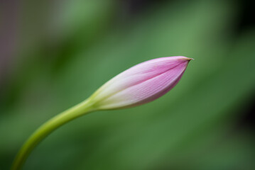 Den Helder, the Netherlands. June 2021. Close up of an orchid in bud.