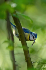 Eine Blaumeise mit Beute im Schnabel