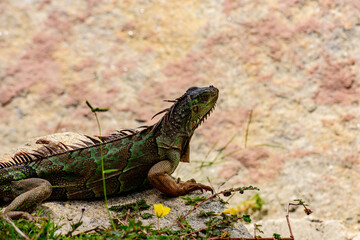 Green iguana, Lizard reptile in the genus Iguana in the iguana family. And in the subfamily Iguanidae. Iguana lizard on a stone.