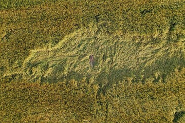 Aerial view of young beautiful woman in long dress and shawl laying in yellow wheat field at sunset. Relax alone on nature in village, sleeping. Rural scene, agricultural field, harvest.Wind. Russia