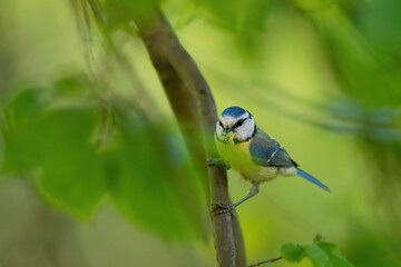 Eine Blaumeise mit Beute im Schnabel