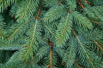 Branches of blue spruce.