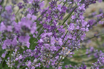 Blooming plant lavender with violet flowers. Lavandula angustifolia