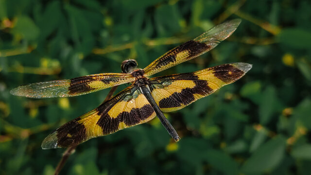 Rhyothemis Variegata" Images  Browse 260 Stock Photos, Vectors, and Video  | Adobe Stock