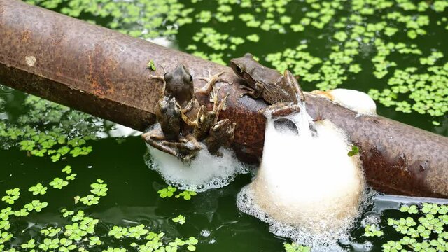 Common tree frog breeding by the male is hugged on the female back, Five Frogs are mating and laying egg in chunk of foam on metal pipe above the water, Group sex Amphibians in Thailand