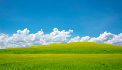Rice field blue sky with clouds