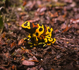 Yellow-banded poison dart frog or yellow-headed poison dart frog (Dendrobates leucomelas). Tropical frog living in South America