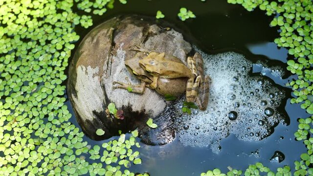 Common tree frog breeding by the male is hugged on the female back, Two Frogs are mating and laying egg in chunk of foam on coconut fruit on water with Duckweed, Amphibians in Thailand