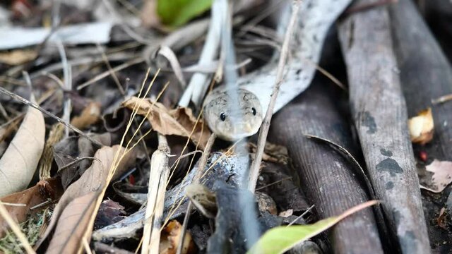 The Banded kukri snake ( Oligodon fasciolatus ) slithering on brown dry leaves on dirt land in forest, Black stripes on the body of gray reptile, Poisonous reptile hiding in Thailand